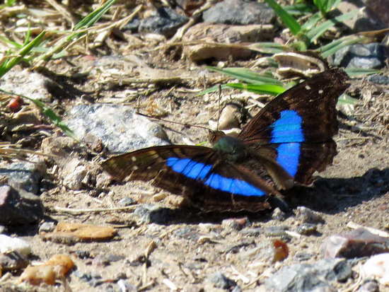 Laurentia Emperor