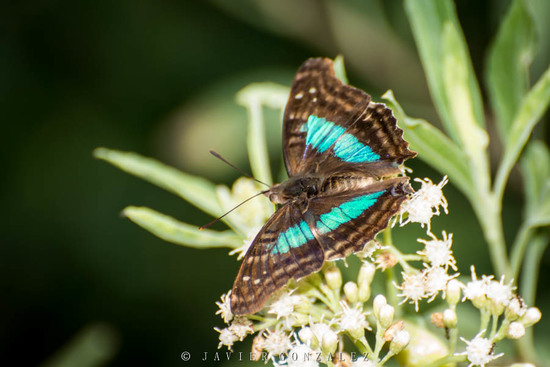 Laurentia Emperor