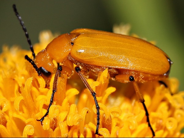 Escarabajo irritante/Nemognatha nigrotarsata