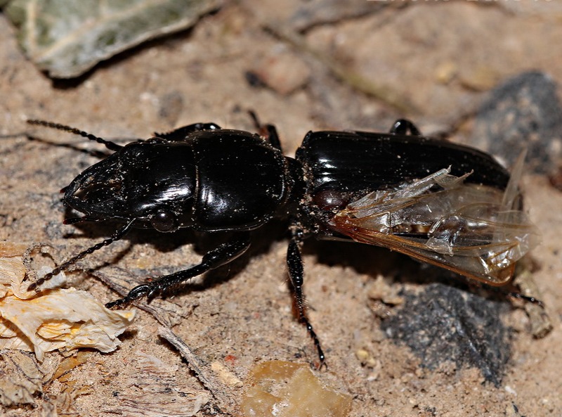 Escarabajo de tierra/Scarites anthracinus