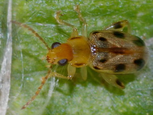 Escarabajo pulga/Systena novemmaculata