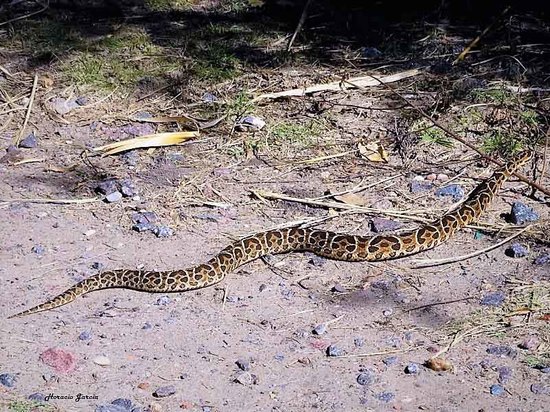 Urutu pit viper