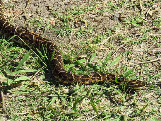 Urutu pit viper