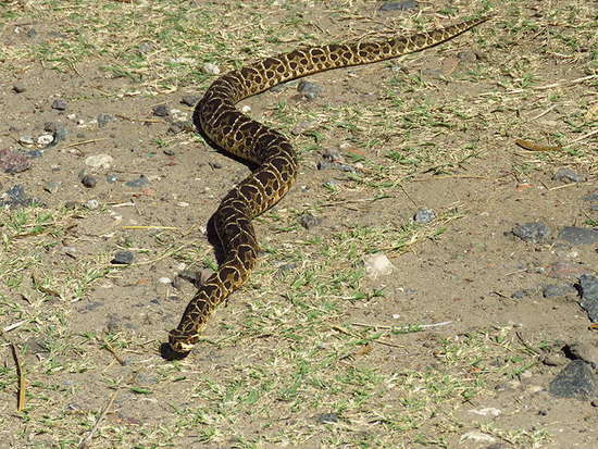 Urutu pit viper