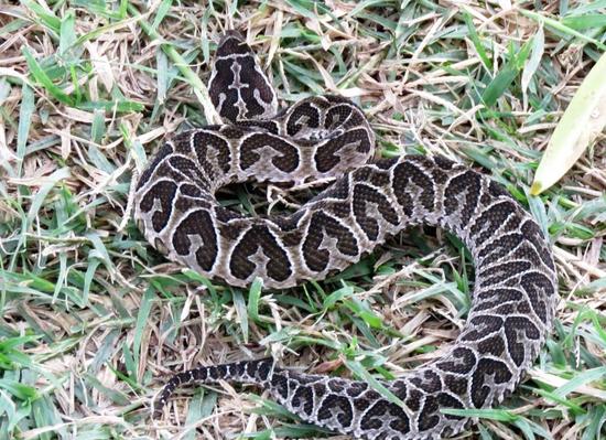 Urutu pit viper