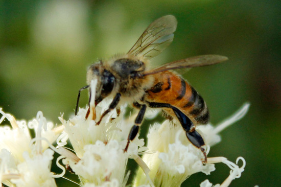European honey bee