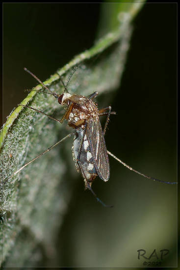 Mosquito charquero