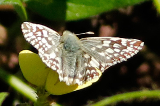 American white skipper