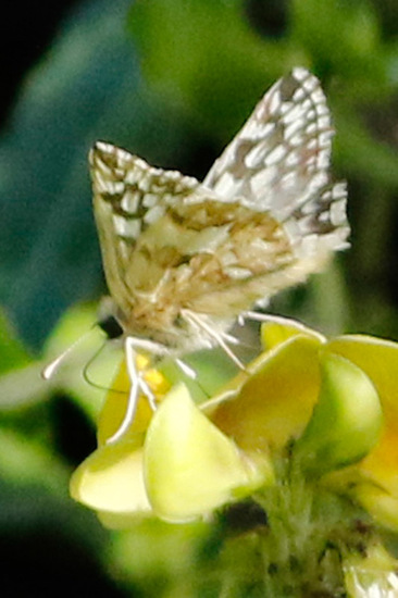 American white skipper