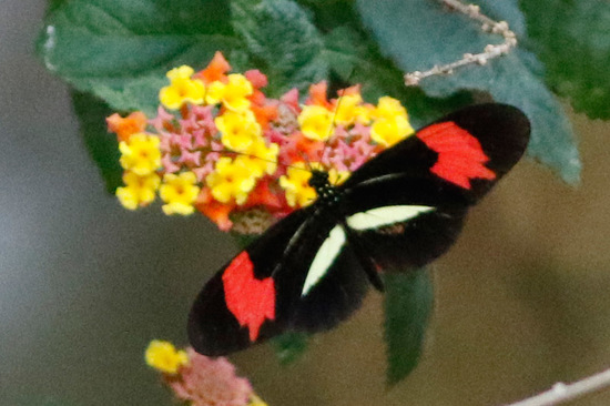 Banded longwing