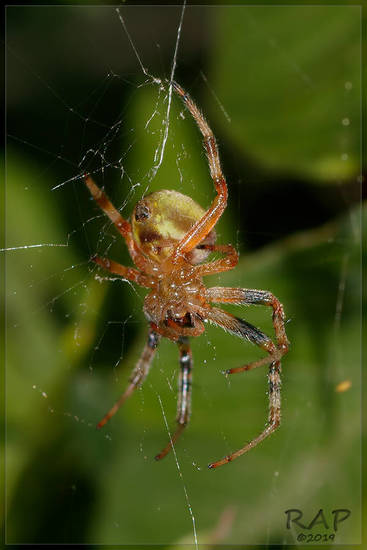 Araña del limonero