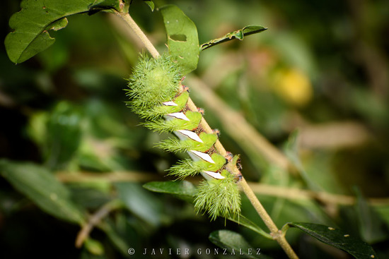 Io moth