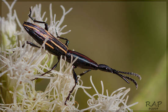 Primitive weevils