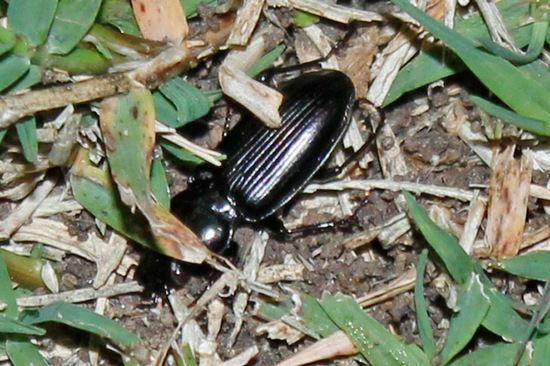 Ground beetle