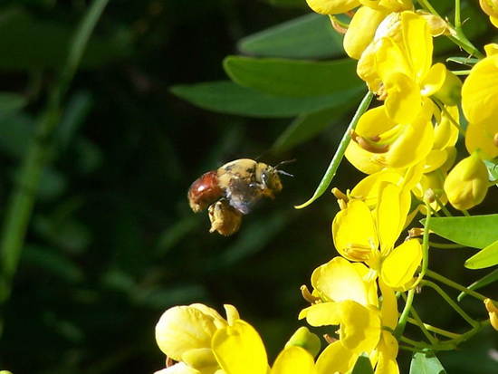 Abeja solitaria