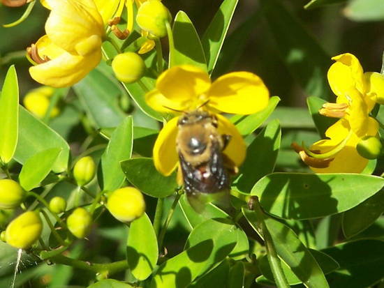 Abeja solitaria