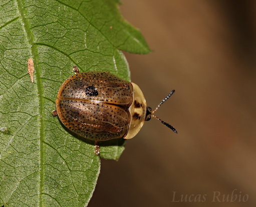 Escarabajo tortuga