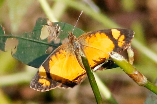 Claudina crescent