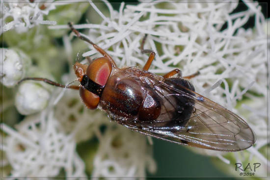 Mosca de las flores