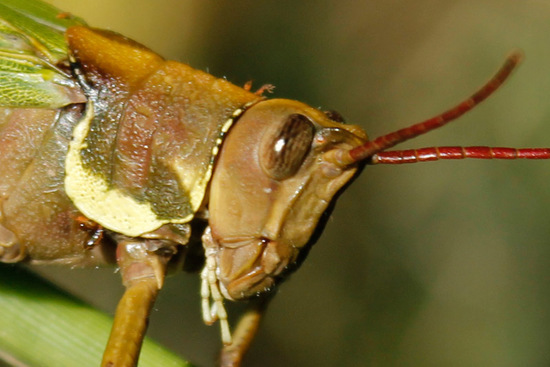 Tucura de patas espinosas