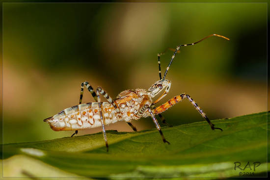 Chinche cazadora rayada