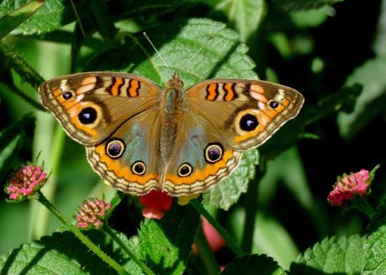 Southern buckeye