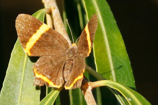 Lyssipoides metalmark