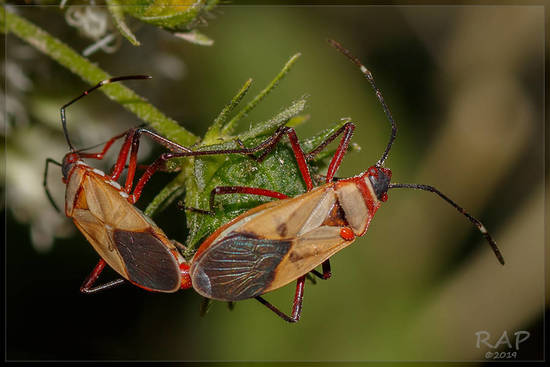Chinche algodonera