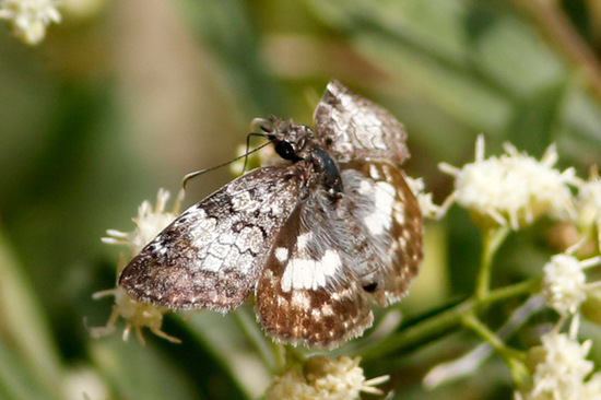White-patched duskywing