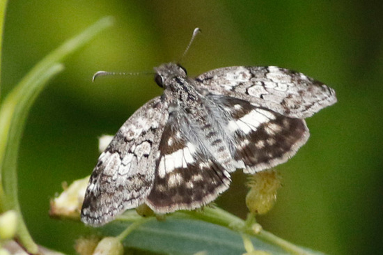 White-patched duskywing
