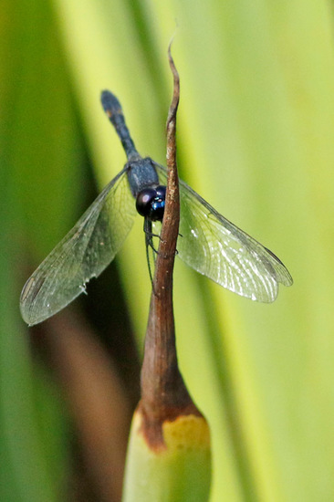 Libélula 