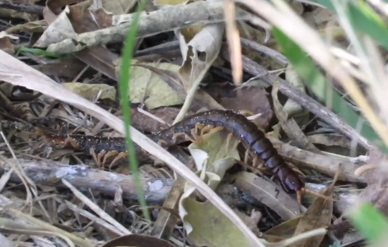 Escolopendra