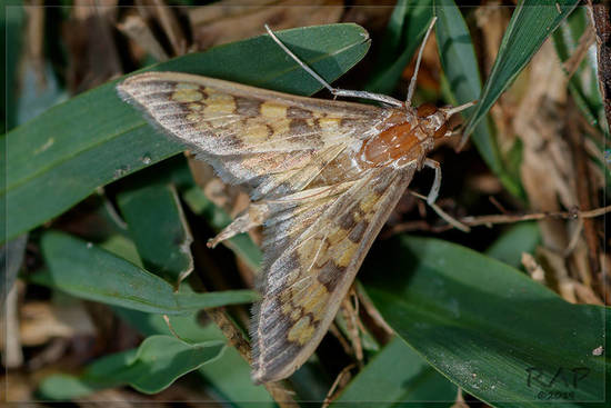 Crambid snout moths