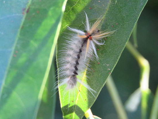 Oruga de penachos