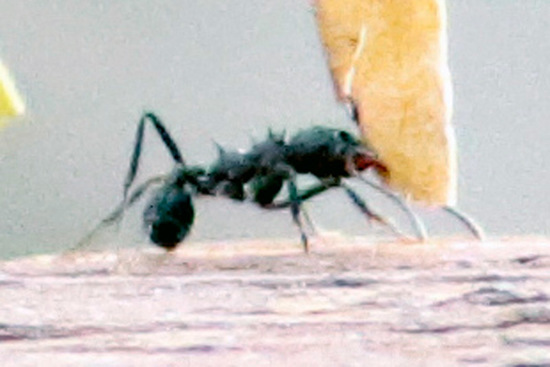 Hormiga cortadora de hojas