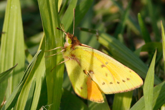 Lesbia sulphur