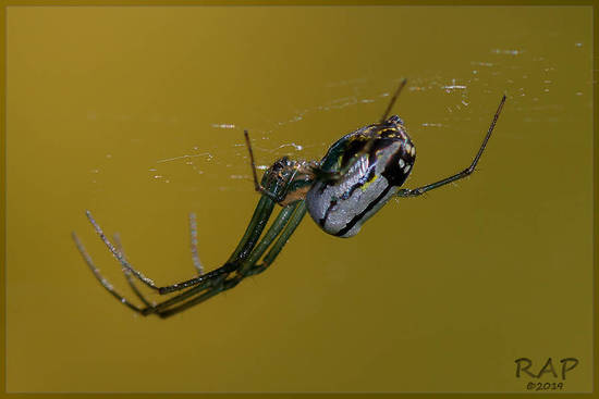 Araña plateada