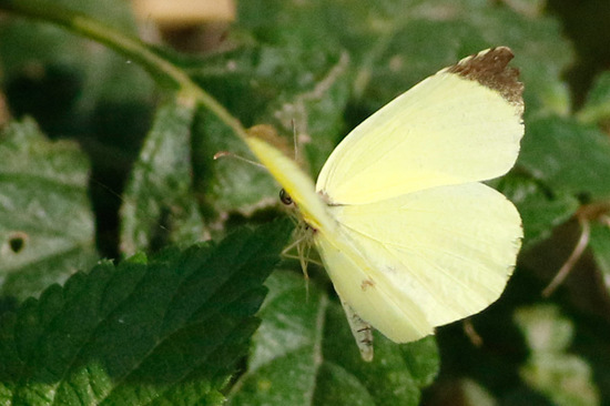Common yellow
