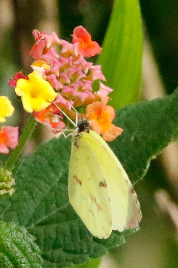 Common yellow