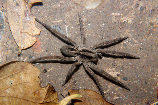 Araña lobo de vientre negro