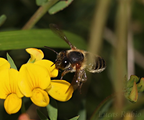 Leaf cutter bee