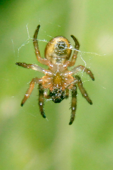 Araña tejedora