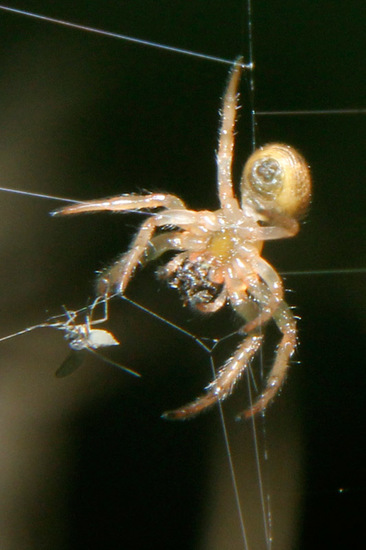 Araña tejedora