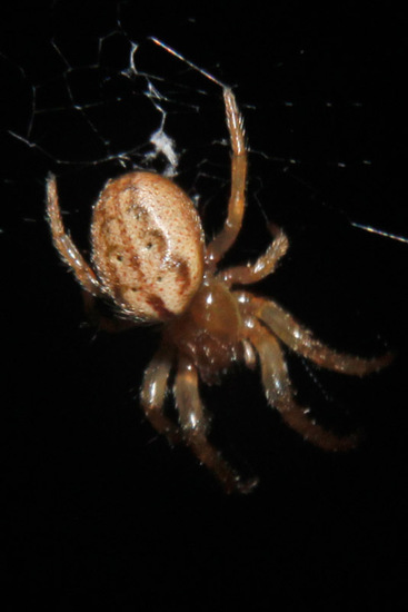 Araña tejedora
