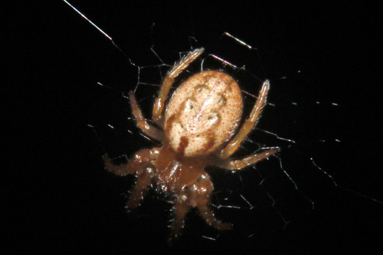 Araña tejedora