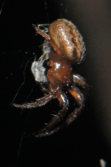 Araña tejedora
