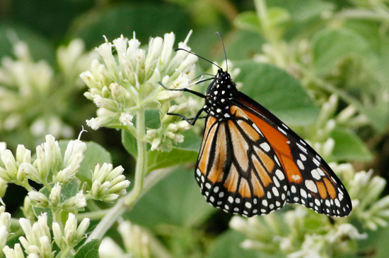 Southern Monarch
