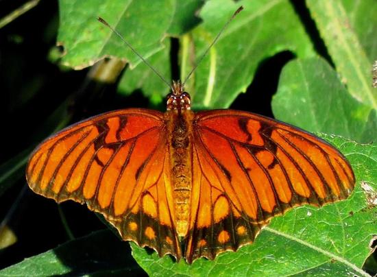 Mexican silverspot