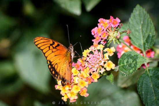 Mexican silverspot