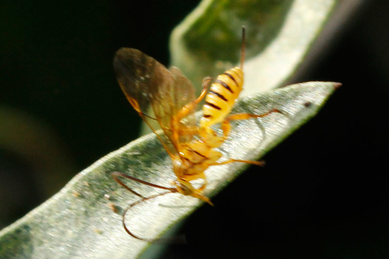 Avispa parásita